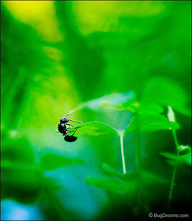 Slipping Between Breezes | Camponotus pennsylvanicus Stepping over a leafy bridge,
an acrobat swings past the abyss,
 slipping between breezes. Black carpenter ant,Camponotus pennsylvanicus,Eastern black carpenter ant,Formicidae,ant,biodiversity,carpenter ant,insect,invertebrate,nature,wild,wildlife
