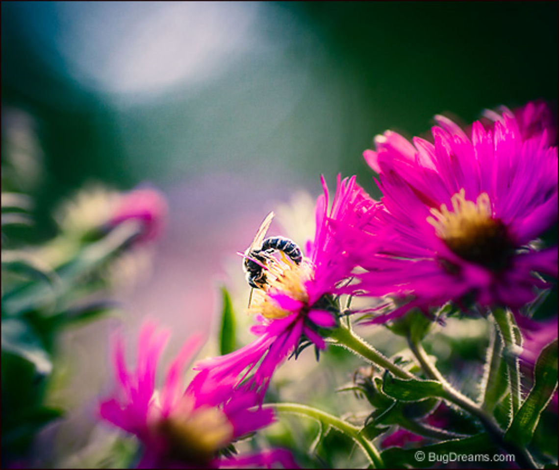 Invisible Collector | Solitary bee A solitary alchemist wears flowers like a robe,<br />
 an invisible collector of treasures<br />
 transmuted to food, bending to the rhythm<br />
 of the dark current of life.<br />
<br />
Wild Light Post: <a href="http://www.bugdreams.com/archives/collector/" rel="nofollow">http://www.bugdreams.com/archives/collector/</a> Apis mellifera,Western honey bee(Apis mellifera),bee,flight,flower,honey,insect,invertebrate,nature,pollen,pollinate,solitary bee,sun,sunlight