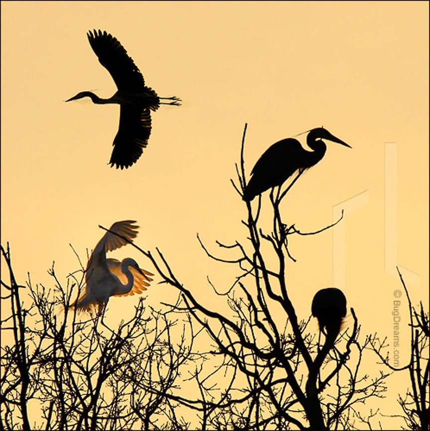 The angle between two wings - Great White Egret The angle between two wings:<br />
Nesting Great Egrets &amp; Blue Herons Ardea alba,Ardea herodias,Great White Egret,Great egret,bird,birdwatching,egret,feathers,flight,great blue heron,heron,mate,mating,nature,nest,nesting,nests,wetland,wings