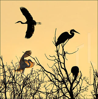 The angle between two wings - Great White Egret The angle between two wings:
Nesting Great Egrets & Blue Herons Ardea alba,Ardea herodias,Great White Egret,Great egret,bird,birdwatching,egret,feathers,flight,great blue heron,heron,mate,mating,nature,nest,nesting,nests,wetland,wings