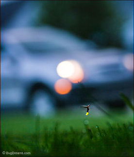 Electric Warrior | Photinus pyralis An electric warrior on the prowl rivals
 medieval machines of science and speed,
 echoes of direct current
 flickering through the night.

Wild Light Post: http://www.bugdreams.com/archives/electric-warrior/
 Photinus,Photinus pyralis,Photinus pyralis Blow,beetle,big dipper,biodiversity,bioluminescence,common eastern firefly,dusk,eastern firefly,energy,evening,firefly,glowworm,insect,light,lightning bug,night,summer