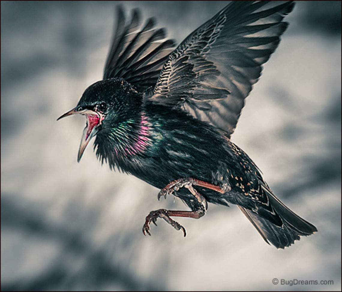 Outlaw Siren | Sturnus vulgaris Outlaw siren of primitive magic,<br />
 a spinning jenny of melodrama mocks the sky<br />
 and dismantles my yard.<br />
<br />
Wild Light Post: <a href="http://www.bugdreams.com/archives/outlaw/" rel="nofollow">http://www.bugdreams.com/archives/outlaw/</a> Common Starling,Sturnus vulgaris,bird,birdwatching,flight,motion,nature,passerine,starling,wildlife,wings
