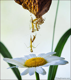 A Twisting Tangle | Tenodera aridifolia sinensis Tiny hunters break the silk bonds
 tethering them to the past, their birth
 a twisting tangle of legs and hunger.

Wild Light Post: http://www.bugdreams.com/archives/twisting-tangle/ Chinese Mantis,Dictyoptera,Mantidae,Tenodera aridifolia sinensis,Tenodera sinensis,birth,entomology,garden,insect,invertebrate,mantid,mantis,nature,nymph,praying mantis,wildlife