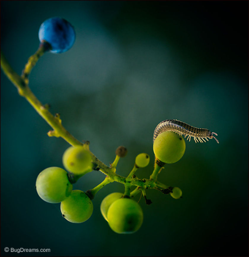 Dancing to the Music of the Spheres | Millipede Too many legs to count, a meandering millipede<br />
dances to the music of the spheres<br />
while hiding from a cold moon.<br />
<br />
Wild Light Post: <a href="http://www.bugdreams.com/archives/music-of-the-spheres/" rel="nofollow">http://www.bugdreams.com/archives/music-of-the-spheres/</a><br />
arthropod,biodiversity,detritivore,invertebrate,legs,millipede,myriapod,nature,wildlife