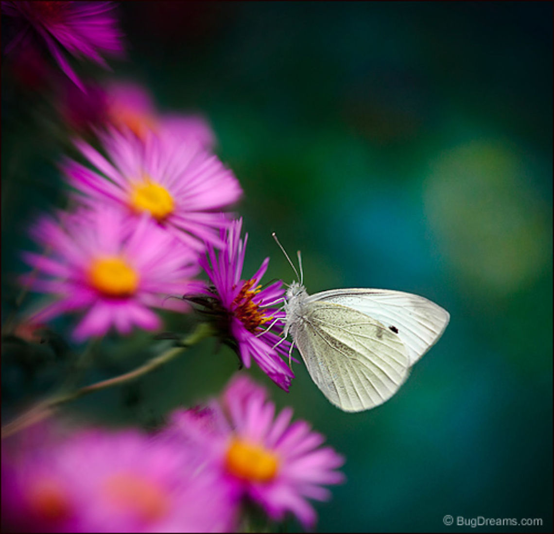 Garden of Ra | Pieris rapae Closing her eyes, sipping<br />
an aster cocktail, a Cabbage White<br />
mocks the heat in the garden of Ra.<br />
<br />
Wild Light Post: <a href="http://www.bugdreams.com/archives/ra/" rel="nofollow">http://www.bugdreams.com/archives/ra/</a> Lepidoptera,Pieris rapae,Small White,butterfly,cabbage white butterfly,insect,invertebrate,nature,wildlife