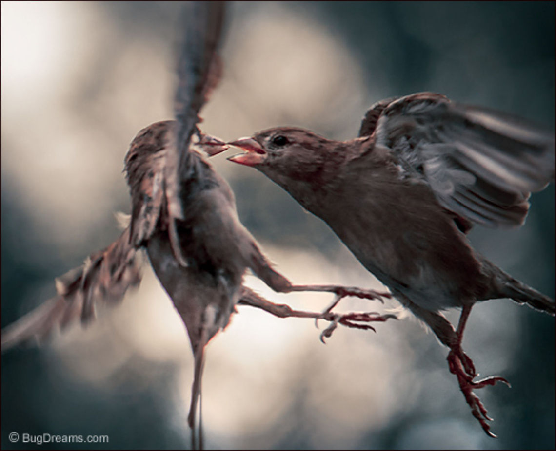 Airborne & Desperate | Passer domesticus Songbird Theater:<br />
<br />
Two molls bicker, a friendship ruptures,<br />
 airborne and desperate, doing whatever they can<br />
 to stay one step ahead of the law.<br />
<br />
Wild Light Post: <a href="http://www.bugdreams.com/archives/molls/" rel="nofollow">http://www.bugdreams.com/archives/molls/</a><br />
 House Sparrow,Passer domesticus,bird,birdwatching,flight,nature,passer domesticus,songbird,sparrow,wildlife,wings