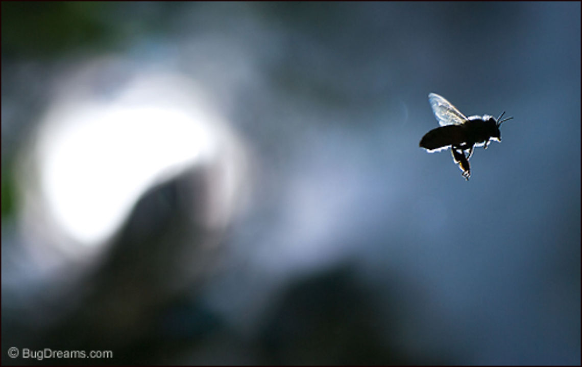 Tracing a Fireball | Apis mellifera A blazing aeronaut traces a fireball<br />
 through my garden as the sun<br />
 dazzles her wings.<br />
<br />
Wild Light Post: <a href="http://www.bugdreams.com/archives/fireball/" rel="nofollow">http://www.bugdreams.com/archives/fireball/</a> Apis mellifera,Apis mellifera ligustica,European honey bee,Italian honey bee,Western honey bee(Apis mellifera),apis,bee,beekeeping,flight,flower,hive,honey,honey bee,honeybee,insect,sun
