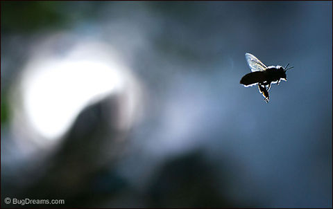 Tracing a Fireball | Apis mellifera A blazing aeronaut traces a fireball
 through my garden as the sun
 dazzles her wings.

Wild Light Post: http://www.bugdreams.com/archives/fireball/ Apis mellifera,Apis mellifera ligustica,European honey bee,Italian honey bee,Western honey bee(Apis mellifera),apis,bee,beekeeping,flight,flower,hive,honey,honey bee,honeybee,insect,sun