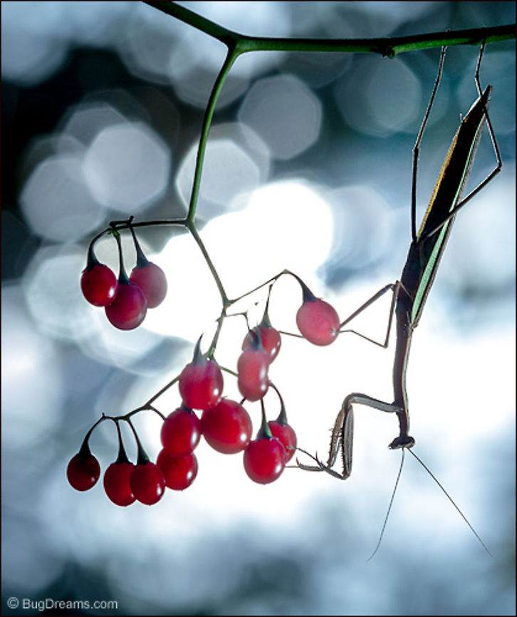 A Siren's Secret A hunter plays hide and seek with color,<br />
misted berries like stolen carny balloons<br />
concealing a siren's secret appetite.<br />
<br />
Wild Light Post: <a href="http://www.bugdreams.com/archives/siren/" rel="nofollow">http://www.bugdreams.com/archives/siren/</a> Chinese Mantis,Dictyoptera,Mantidae,Tenodera aridifolia sinensis,Tenodera sinensis,entomology,garden,insect,invertebrate,mantid,mantis,nature,nymph,praying mantis,wildlife