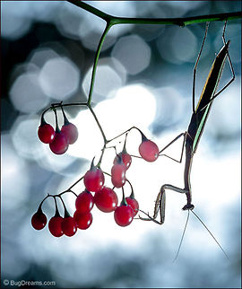 A Siren's Secret A hunter plays hide and seek with color,
 misted berries like stolen carny balloons
 concealing a siren's secret appetite.

Wild Light Post: http://www.bugdreams.com/archives/siren/ Chinese Mantis,Dictyoptera,Mantidae,Tenodera aridifolia sinensis,Tenodera sinensis,entomology,garden,insect,invertebrate,mantid,mantis,nature,nymph,praying mantis,wildlife