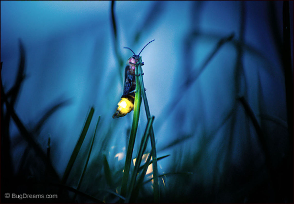 Obsession | Photinus pyralis She calls from a landscape of obsession,<br />
frozen fire blushing and blinking,<br />
playing hide and seek with her suitors.<br />
<br />
Wild Light Post: <a href="http://www.bugdreams.com/archives/obsession/" rel="nofollow">http://www.bugdreams.com/archives/obsession/</a> Photinus,Photinus pyralis,Photinus pyralis Blow,beetle,big dipper,biodiversity,bioluminescence,dusk,energy,evening,firefly,glow,glowworm,grass,insect,invertebrate,light,lightning bug,nature,night