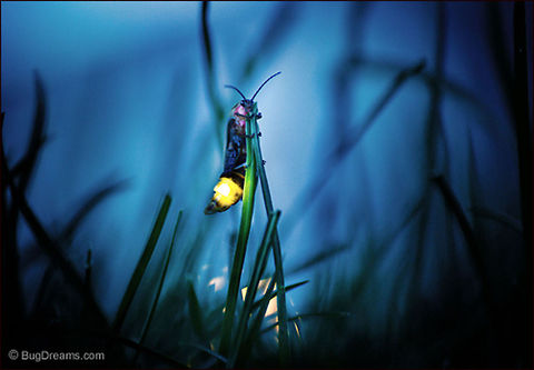 Obsession | Photinus pyralis She calls from a landscape of obsession,
 frozen fire blushing and blinking,
 playing hide and seek with her suitors.

Wild Light Post: http://www.bugdreams.com/archives/obsession/ Photinus,Photinus pyralis,Photinus pyralis Blow,beetle,big dipper,biodiversity,bioluminescence,dusk,energy,evening,firefly,glow,glowworm,grass,insect,invertebrate,light,lightning bug,nature,night