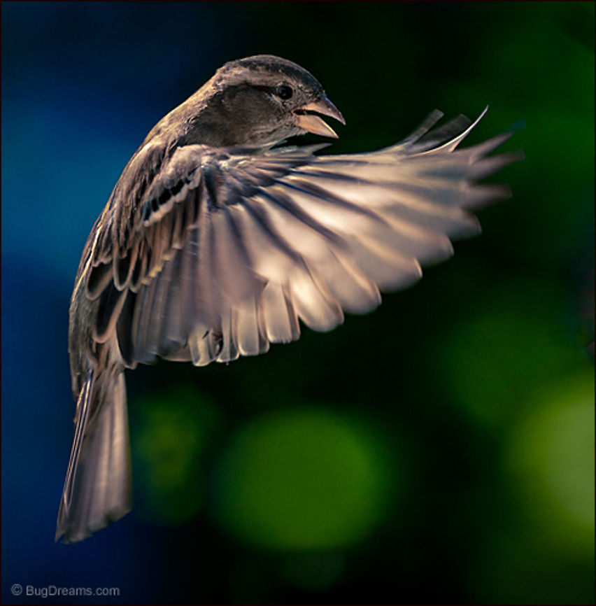 Below the Stars | Passer domesticus Flying so fast just below the stars,<br />
 even standing still the wind couldn&#039;t keep up.<br />
<br />
Wild Light Post: <a href="http://www.bugdreams.com/archives/below-stars/" rel="nofollow">http://www.bugdreams.com/archives/below-stars/</a><br />
 House Sparrow,Passer domesticus,bird,birdwatching,flight,nature,passer domesticus,songbird,sparrow,wild,wildlife,wings