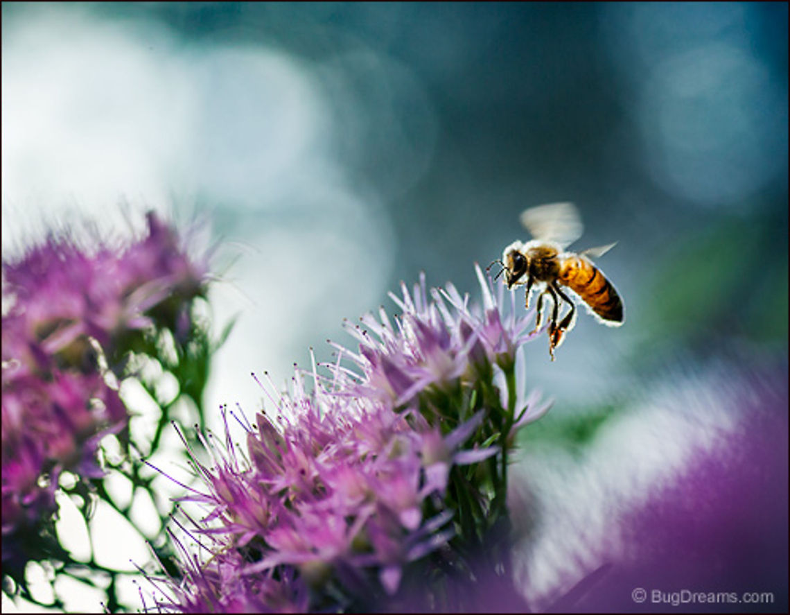 Visit to a Small World | Apis mellifera Making each breeze swing,<br />
a visit to the small world of pollination,<br />
inhaling the fiery scent of sunlight.<br />
<br />
Wild Light Post: <a href="http://www.bugdreams.com/archives/visit/" rel="nofollow">http://www.bugdreams.com/archives/visit/</a> Apis mellifera,Apis mellifera ligustica,European honey bee,Italian honey bee,Western honey bee,bee,beekeeping,entomology,flight,flower,garden,honey bee,honeybee,insect,invertebrate,nature,pollen,pollinate