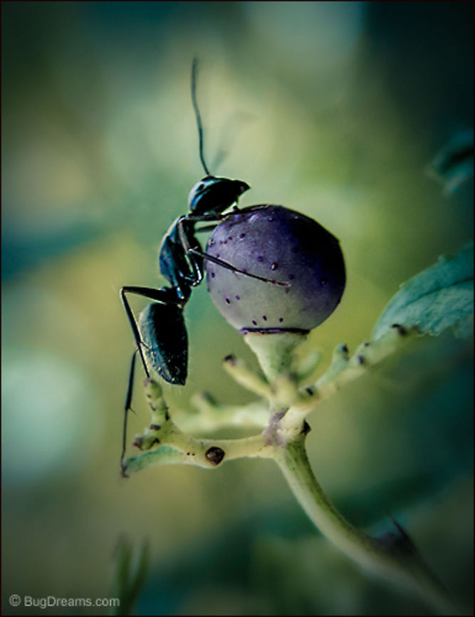 Olympian Ant | Camponotus pennsylvanicus An Olympian ant caps the throne of chronos,<br />
 dismantling her world<br />
 and staring at the pieces.<br />
<br />
Wild Light Post: <a href="http://www.bugdreams.com/2012/08/06/olympian/" rel="nofollow">http://www.bugdreams.com/2012/08/06/olympian/</a> Black carpenter ant,Camponotus pennsylvanicus,Eastern black carpenter ant,Formicidae,ant,biodiversity,carpenter ant,insect,invertebrate,nature,wildlife