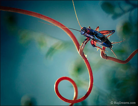 Tangled Airstrip | Carolina Ground Cricket Hunting empty trails, launching from tangled
 airstrips into a world just out of reach,
 a cricket waits for the wind to break.

Wild Light Post: http://www.bugdreams.com/2012/08/09/airstrip/ Carolina Ground Cricket,Eunemobius carolinus,Gryllidae,biodiversity,cricket,insect,invertebrate,nature,wildlife