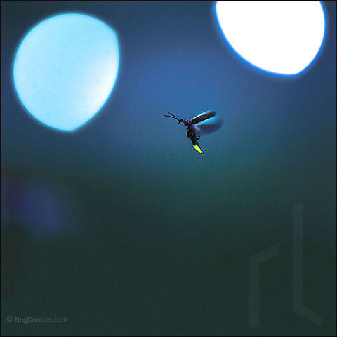 Fall into summer | Photinus pyralis Firefly  Common eastern firefly,Lampyridae,Photinus,Photinus pyralis,beetle,biodiversity,bioluminescence,dusk,eastern firefly,energy,evening,field,firefly,glow,glowworm,insect,invertebrate,light,lightning bug,luciferin