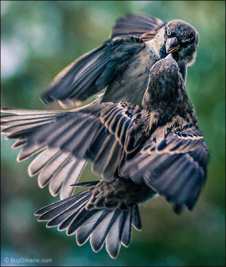 Demanding Answers | Passer domesticus Two easily offended songbirds demand answers,<br />
 incompatible on either side of a breeze.<br />
<br />
Wild Light Post: <a href="http://www.bugdreams.com/archives/answers/" rel="nofollow">http://www.bugdreams.com/archives/answers/</a><br />
 House Sparrow,Passer domesticus,bird,birdwatching,fighting,flight,passer domesticus,songbird,sparrow,wild,wildlife,wings