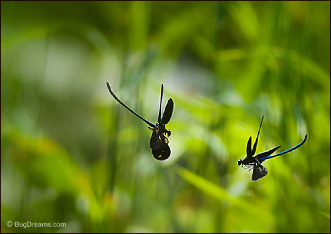 Summer Lust | Ebony Jewelwing damselfly Damselflies pulse with the wild frequency<br />
 of summer lust, tangled up in a humid breeze,<br />
 their mating a river-mad embrace.<br />
<br />
Wild Light Post: <a href="http://www.bugdreams.com/archives/summer-lust/" rel="nofollow">http://www.bugdreams.com/archives/summer-lust/</a><br />
 Calopterygidae,Calopteryx,Calopteryx maculata,Ebony Jewelwing,Odonata,biodiversity,damselfly,dance,entomology,flight,insect,invertebrate,mate,mating,sex,wings