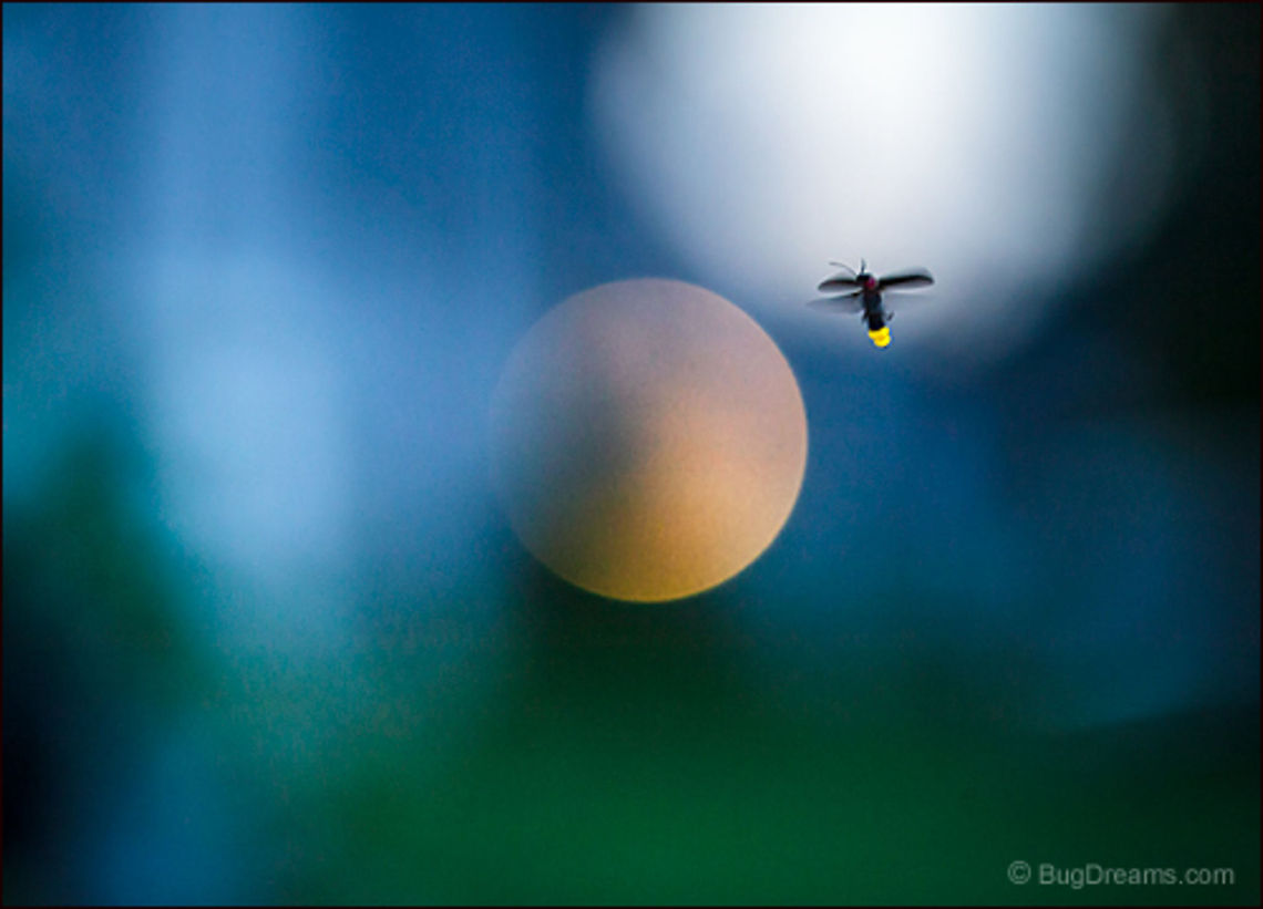 Starry Alchemy | Photinus pyralis The starry alchemy of lust and wings,<br />
 his cold light rules the night,<br />
 the sun a pale memory.<br />
<br />
Wild Light Post: <a href="http://www.bugdreams.com/archives/starry-alchemy/" rel="nofollow">http://www.bugdreams.com/archives/starry-alchemy/</a> Photinus,Photinus pyralis,Photinus pyralis Blow,beetle,big dipper,biodiversity,bioluminescence,common eastern firefly,dusk,evening,firefly,glow,glowworm,grass,insect,light,lightning bug,night,summer