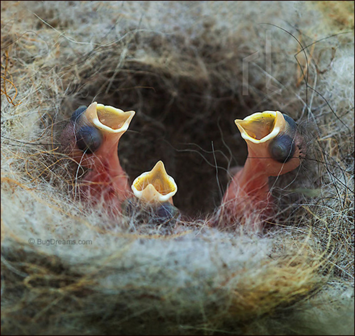 New year, New life | Black-capped Chickadee Black-capped Chickadee | Poecile atricapillus Black-capped Chickadee,Black-capped chickadee,Poecile atricapillus,bird,chickadee,feathers,flight,nature,songbird,wildlife,wings