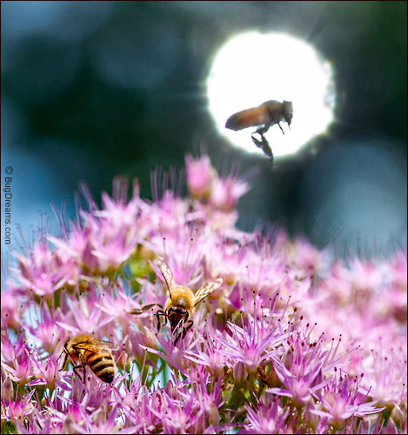 Erotic Light | Apis mellifera Phantom pollinators from a parallel universe<br />
 of erotic light disappear into<br />
 the heat of the sun.<br />
<br />
Wild Light Post: <a href="http://www.bugdreams.com/archives/erotic-light/" rel="nofollow">http://www.bugdreams.com/archives/erotic-light/</a><br />
 Apis mellifera,Western honey bee,apis,bee,beekeeping,entomology,flight,flower,garden,hive,honey,honey bee,honeybee,insect,invertebrate,nature,pollen,pollinate,sun,wings
