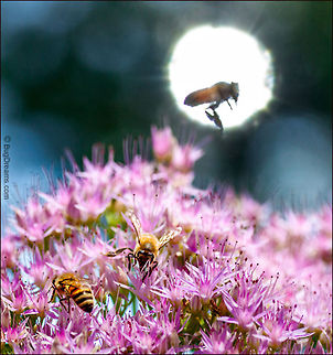 Erotic Light | Apis mellifera Phantom pollinators from a parallel universe
 of erotic light disappear into
 the heat of the sun.

Wild Light Post: http://www.bugdreams.com/archives/erotic-light/
 Apis mellifera,Western honey bee,apis,bee,beekeeping,entomology,flight,flower,garden,hive,honey,honey bee,honeybee,insect,invertebrate,nature,pollen,pollinate,sun,wings