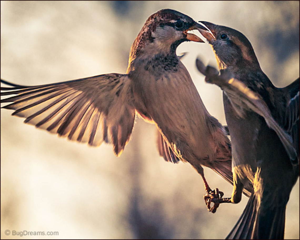 The Memory of Wings | Passer domesticus A midair argument over so quickly,<br />
 nothing is left but the memory of wings.<br />
<br />
Wild Light Post: <a href="http://www.bugdreams.com/archives/memory-of-wings/" rel="nofollow">http://www.bugdreams.com/archives/memory-of-wings/</a><br />
 House Sparrow,Passer domesticus,bird,birdwatching,fight,flight,nature,passer domesticus,songbird,sparrow,wild,wildlife,wings