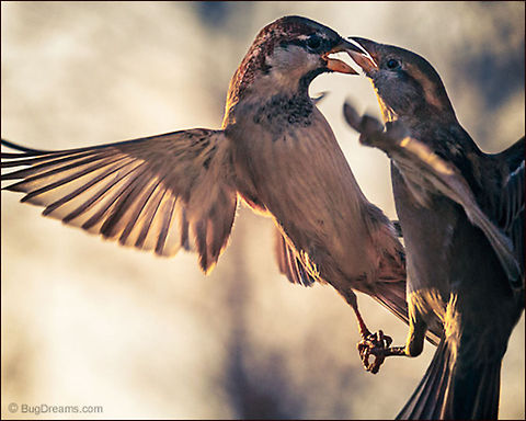 The Memory of Wings | Passer domesticus A midair argument over so quickly,
 nothing is left but the memory of wings.

Wild Light Post: http://www.bugdreams.com/archives/memory-of-wings/
 House Sparrow,Passer domesticus,bird,birdwatching,fight,flight,nature,passer domesticus,songbird,sparrow,wild,wildlife,wings