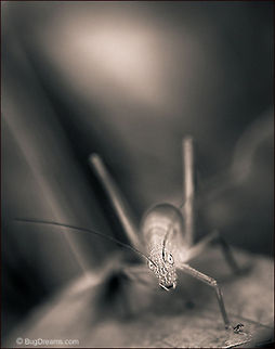 A Subterranean Sun | Greater Angle-wing Katydid The beat of the garden filters through
 the leaves, a subterranean sun hypnotizes
 a brazen Tettigoniid.

Wild Light Post: http://www.bugdreams.com/archives/subterranean-sun/ Greater Angle-wing Katydid,Greater Anglewing Katydid,Microcentrum rhombifolium,Tettigoniidae,bush-cricket,insect,invertebrate,katydid,long-horned grasshopper,nature,wildlife