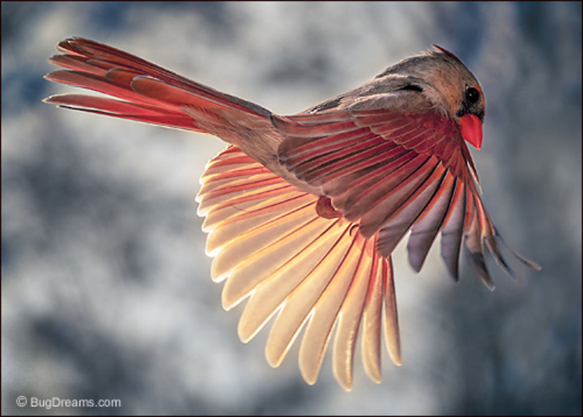Stealing Red | Cardinalis cardinalis Time freezes, a cardinal leaps,<br />
 a splash of red stolen from the sun.<br />
<br />
Wild Light Post: <a href="http://www.bugdreams.com/archives/stealing-red/" rel="nofollow">http://www.bugdreams.com/archives/stealing-red/</a> Cardinalis cardinalis,Northern Cardinal,birds,cardinal,flight,nature,red,wildlife,wings