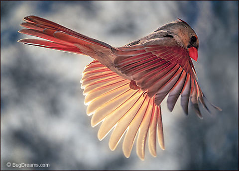 Stealing Red | Cardinalis cardinalis Time freezes, a cardinal leaps,
 a splash of red stolen from the sun.

Wild Light Post: http://www.bugdreams.com/archives/stealing-red/ Cardinalis cardinalis,Northern Cardinal,birds,cardinal,flight,nature,red,wildlife,wings