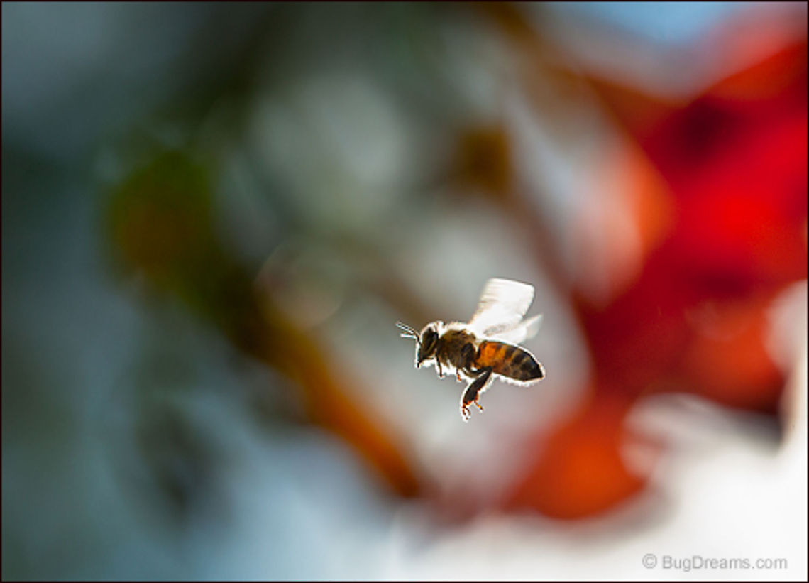 Wandering Star | Apis mellifera A wandering star behind a red veil, leading a traveler<br />
 through a labyrinth of pollination.<br />
<br />
Wild Light Post: <a href="http://www.bugdreams.com/archives/wandering-star/" rel="nofollow">http://www.bugdreams.com/archives/wandering-star/</a> Apis mellifera,Apis mellifera ligustica,Western honey bee,apis,bee,beekeeping,entomology,flight,flower,garden,hive,honey,honey bee,honeybee,insect,invertebrate,nature,pollen,pollinate,sun