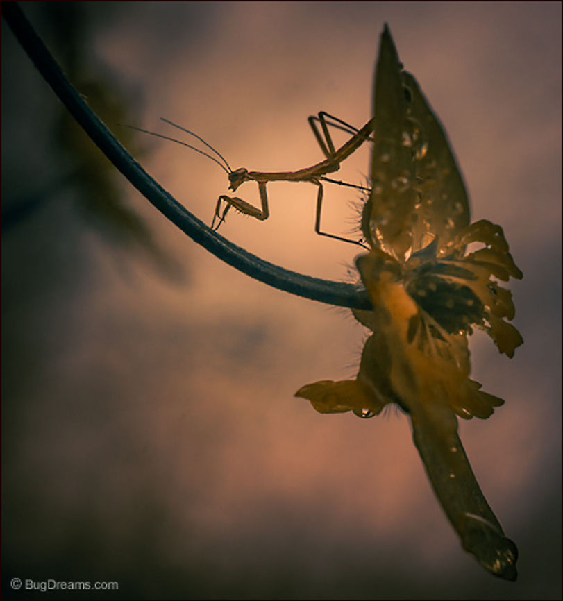 Tethered Demon | Tenodera aridifolia sinensis A demon rises from the remains of the day,<br />
 frustrated young assassin<br />
 tethered to my garden.<br />
<br />
Wild Light Post: <a href="http://www.bugdreams.com/archives/tethered-demon/" rel="nofollow">http://www.bugdreams.com/archives/tethered-demon/</a> Chinese Mantis,Dictyoptera,Mantidae,Tenodera aridifolia sinensis,Tenodera sinensis,entomology,garden,insect,invertebrate,mantid,mantis,nature,nymph,praying mantis