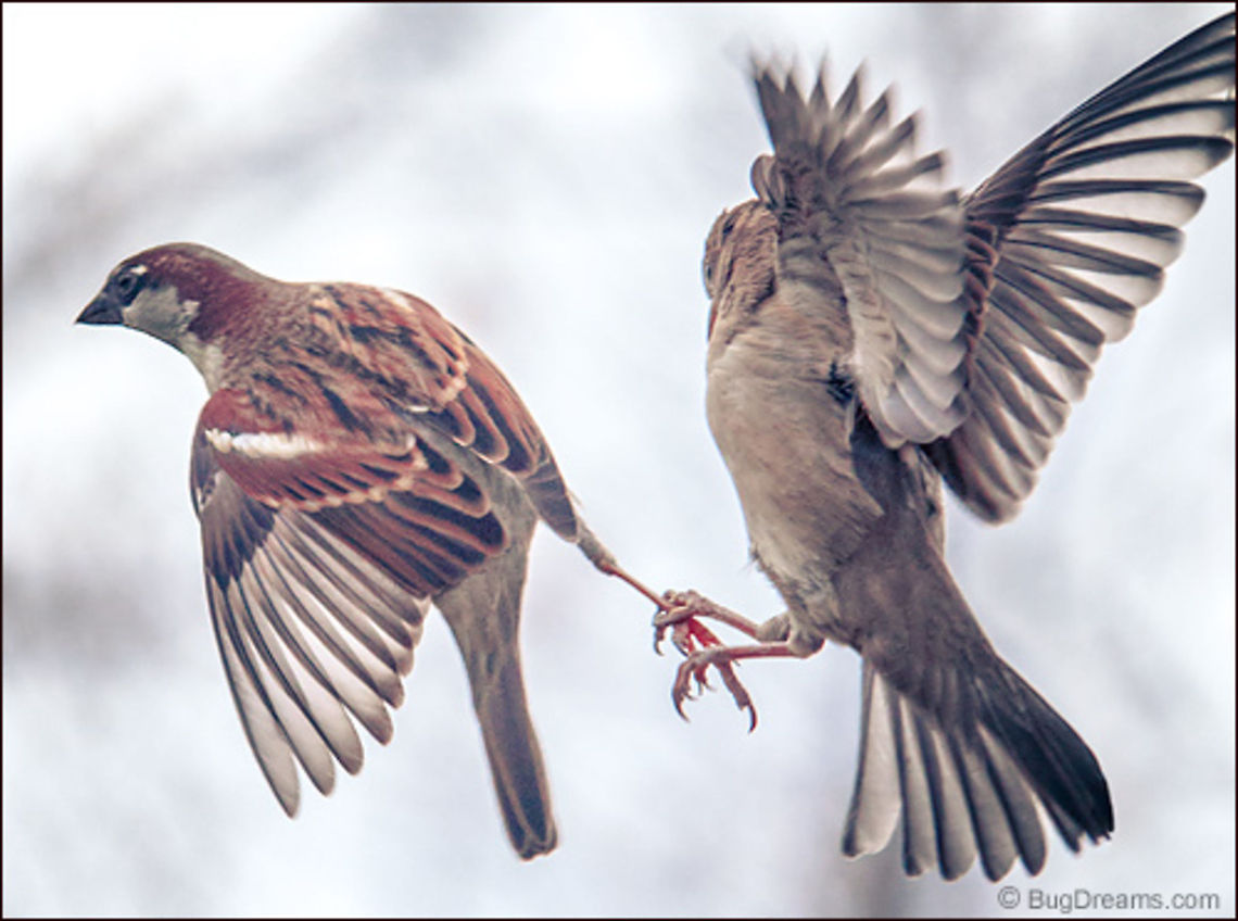 Staking a Claim | Passer domesticus Staking a claim on a lost love, her cries<br />
 punch a hole through the day. House Sparrow,Passer domesticus,birds,birdwatching,flight,nature,passer domesticus,songbird,sparrow,wild,wildlife,wings