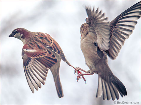 Staking a Claim | Passer domesticus Staking a claim on a lost love, her cries
 punch a hole through the day. House Sparrow,Passer domesticus,birds,birdwatching,flight,nature,passer domesticus,songbird,sparrow,wild,wildlife,wings
