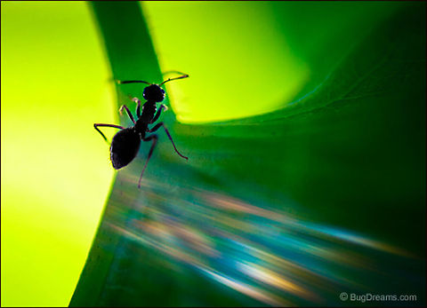 Toy-Box Color | Camponotus pennsylvanicus Tangled up in toy-box color, an ant plays
 hide and seek with wayward photons.

Wild Light Post: http://www.bugdreams.com/archives/toy-box/ Black carpenter ant,Camponotus pennsylvanicus,Eastern black carpenter ant,Formicidae,ant,biodiversity,carpenter ant,insect,invertebrate,nature,wild,wildlife