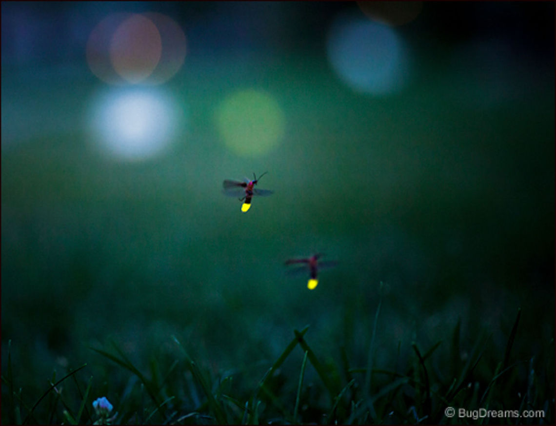 Memories of Tiny Fireballs | Photinus pyralis Summer is slowly dismantled, leaving only<br />
 memories of tiny fireballs flickering<br />
 just out of reach of small fingertips.<br />
<br />
Wild Light Post: <a href="http://www.bugdreams.com/archives/fireballs/" rel="nofollow">http://www.bugdreams.com/archives/fireballs/</a> Photinus,Photinus pyralis,Photinus pyralis Blow,beetle,big dipper,biodiversity,bioluminescence,common eastern firefly,dusk,eastern firefly,energy,evening,firefly,glowworm,grass,insect,invertebrate,light,lightning bug,night