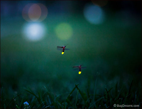 Memories of Tiny Fireballs | Photinus pyralis Summer is slowly dismantled, leaving only
 memories of tiny fireballs flickering
 just out of reach of small fingertips.

Wild Light Post: http://www.bugdreams.com/archives/fireballs/ Photinus,Photinus pyralis,Photinus pyralis Blow,beetle,big dipper,biodiversity,bioluminescence,common eastern firefly,dusk,eastern firefly,energy,evening,firefly,glowworm,grass,insect,invertebrate,light,lightning bug,night