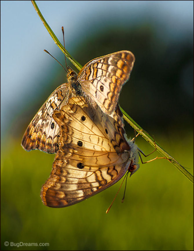 Autumn Dance | Butterfly Tangled up in an autumn dance, mating butterflies<br />
conjure something new out of rusty wings.<br />
<br />
Wild Light Post: <a href="http://www.bugdreams.com/archives/autumn-dance/" rel="nofollow">http://www.bugdreams.com/archives/autumn-dance/</a> Anartia jatrophae,White Peacock,biodiversity,butterfly,insect,invertebrate,mate,nature,sex,wildlife