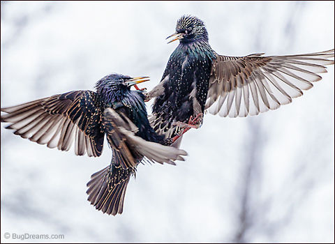 Liberated from Gravity | Sturnus vulgaris Starlings bound together in mid-flight,
 liberated from gravity with no time
 to stop and wonder.

Wild Light Post: http://www.bugdreams.com/archives/liberated/ Common Starling,Sturnus vulgaris,birds,birdwatching,flight,motion,nature,passerine,starling,wildlife,wings