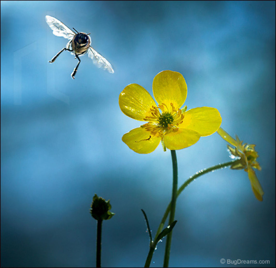Memories of Summer▸ A honey bee orbits a daisy Honey bee flying past Creeping Buttercup, Apis mellifera Apis mellifera,Creeping Buttercup,European honey bee,Italian honey bee,Ranunculus repens,Western honey bee,apis,bee,beekeeping,daisy,flight,flower,honey bee,honeybee,insect,invertebrate,motion,nature