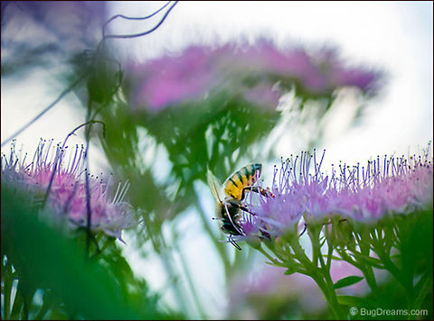 Kingdom of Green | Apis mellifera An intoxicated bee senses the garden's undercurrents,
 trespasser in a kingdom of green towers.

Wild Light Post: http://www.bugdreams.com/archives/green-kingdom/ Apis mellifera,Apis mellifera ligustica,Western honey bee,apis,bee,beekeeping,entomology,flight,flower,garden,hive,honey,honey bee,honeybee,insect,invertebrate,nature,pollen,pollinate,sun