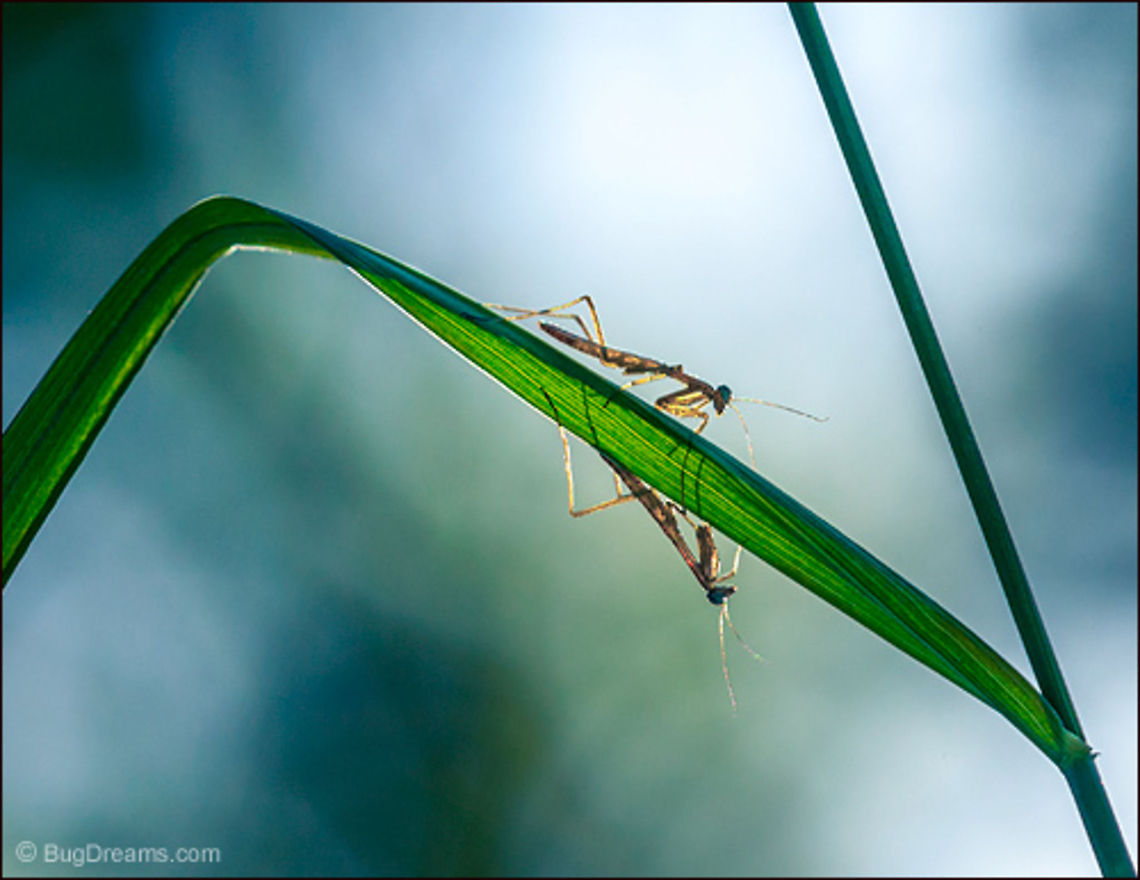 Mirror-Image | Tenodera aridifolia sinensis A newborn mantis dreams her mirror-image,<br />
 their glowing fates sealed by the gods.<br />
<br />
<a href="http://www.bugdreams.com/archives/mirror-image/" rel="nofollow">http://www.bugdreams.com/archives/mirror-image/</a><br />
 Chinese Mantis,Dictyoptera,Mantidae,Tenodera aridifolia sinensis,Tenodera sinensis,entomology,garden,insect,invertebrate,mantid,mantis,nature,nymph,praying mantis,wildlife