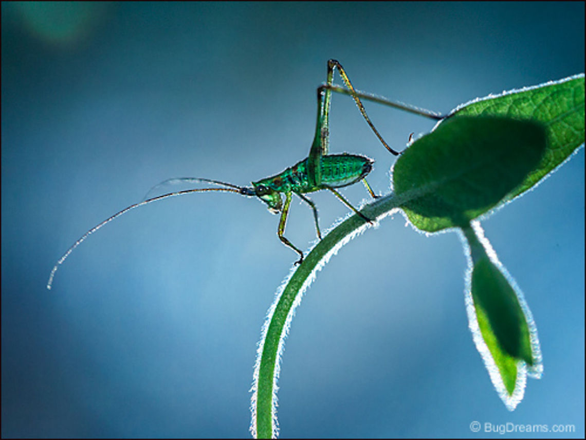 Assassin Games | Microcentrum rhombifolium A katydid nymph at the brink of dawn,<br />
waiting out the threat of an assassin’s games.<br />
<br />
Wild Light Post: <a href="http://www.bugdreams.com/archives/assassin-games/" rel="nofollow">http://www.bugdreams.com/archives/assassin-games/</a> Greater Angle-wing Katydid,Microcentrum rhombifolium,Tettigoniidae,biodiversity,bush-cricket,insect,invertebrate,katydid,long-horned grasshopper,nature,wildlife
