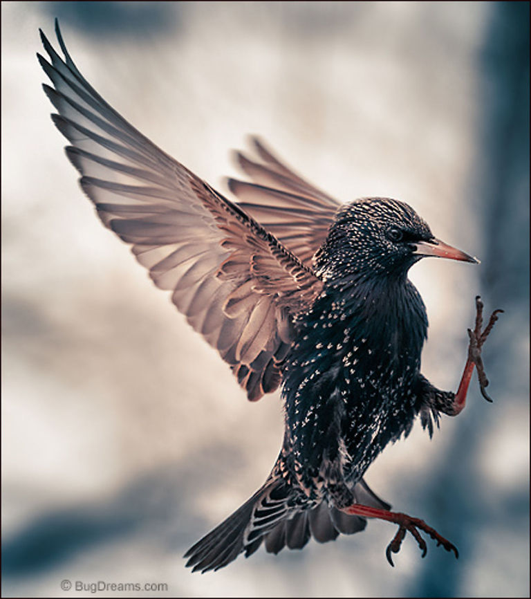 Aerial Kung Fu | Sturnus vulgaris A starling in crane stance, kung fu master<br />
 clutching invisible enemies, wind shredded<br />
 through whistling talons.<br />
<br />
Wild Light Post: <a href="http://www.bugdreams.com/archives/kung-fu/" rel="nofollow">http://www.bugdreams.com/archives/kung-fu/</a><br />
 Common Starling,Sturnus vulgaris,birds,birdwatching,flight,motion,nature,passerine,starling,wildlife,wings
