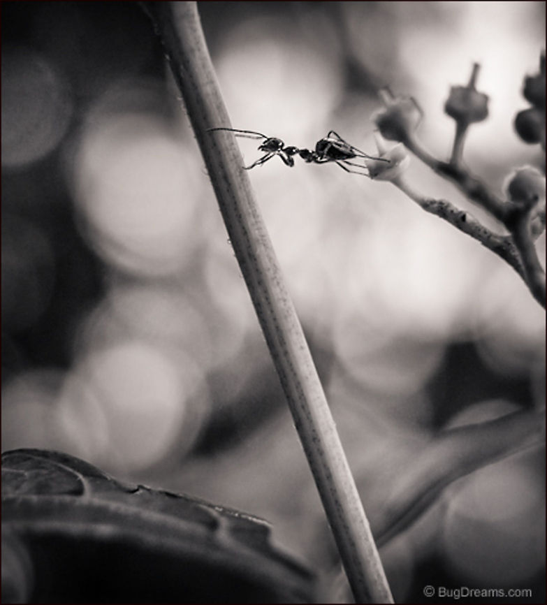 Spanning the Gulf | Tetramorium caespitum An spans the gulf between growth and decay,<br />
 a tale of adventure and romance<br />
 seen through my spyglass.<br />
<br />
Wild Light Post: <a href="http://www.bugdreams.com/archives/gulf/" rel="nofollow">http://www.bugdreams.com/archives/gulf/</a> Formicidae,Pavement ant,Tetramorium caespitum,ant,biodiversity,insect,invertebrate,nature,road,wild,wildlife