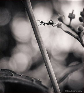 Spanning the Gulf | Tetramorium caespitum An spans the gulf between growth and decay,
 a tale of adventure and romance
 seen through my spyglass.

Wild Light Post: http://www.bugdreams.com/archives/gulf/ Formicidae,Pavement ant,Tetramorium caespitum,ant,biodiversity,insect,invertebrate,nature,road,wild,wildlife