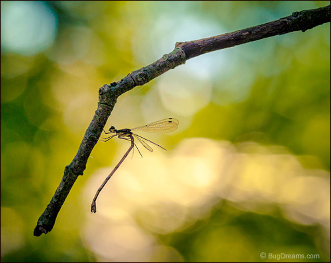 Tangled Damsel | Damselfly Collecting discarded shards of the sun,<br />
 a damsel tangled up in a collision<br />
 of light and shadow.<br />
<br />
Wild Light Post: <a href="http://www.bugdreams.com/archives/damsel/" rel="nofollow">http://www.bugdreams.com/archives/damsel/</a> Odonata,animalia,biodiversity,damselfly,entomology,insect,insects,invertebrate,lestidae,nature,odonata,zygoptera