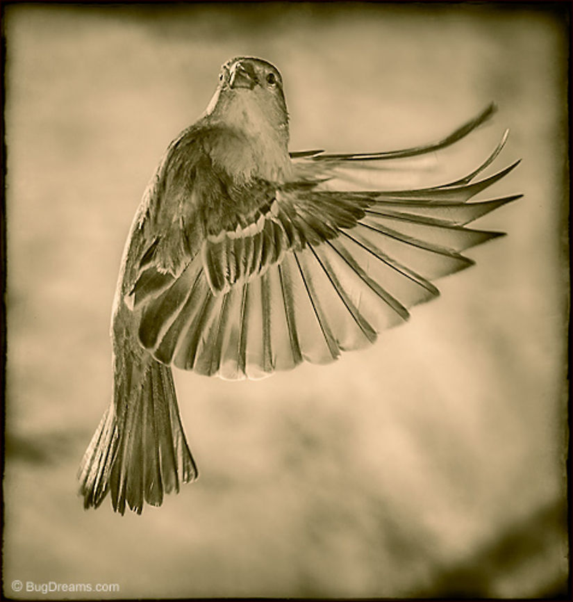 The Wind's Secrets | Passer domesticus A songbird&#039;s wings carry the wind&#039;s secrets,<br />
 protractors measuring the sun&#039;s passage.<br />
<br />
Wild Light Post: <a href="http://www.bugdreams.com/archives/wind/" rel="nofollow">http://www.bugdreams.com/archives/wind/</a><br />
 House Sparrow,Passer domesticus,birds,birdwatching,flight,passer domesticus,songbird,sparrow,wild,wildlife,wings